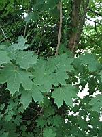 Erable plane, Acer platanoides (Rhone, 2019-06) (1)